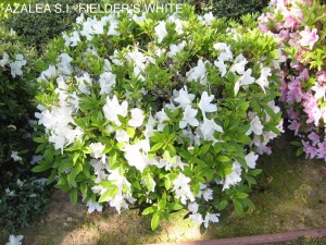 Azalea sounthern indica 'Fielder's White'
